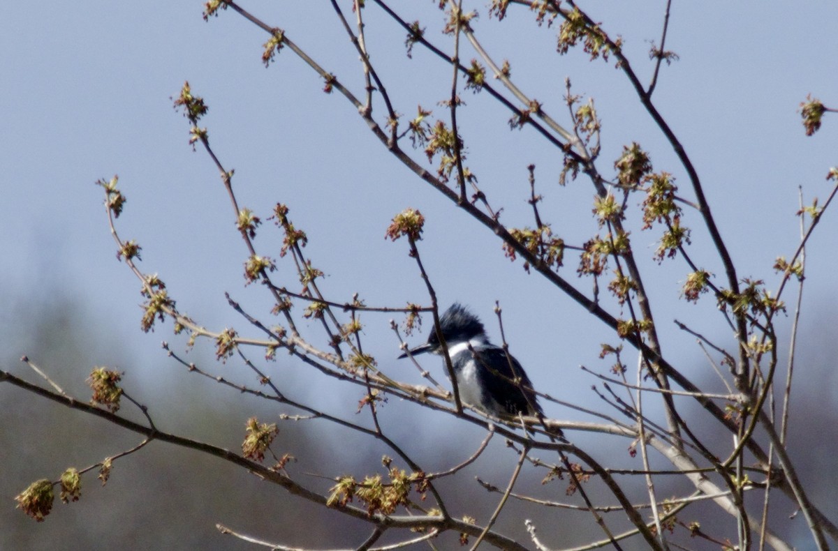 Belted Kingfisher - ML618152384