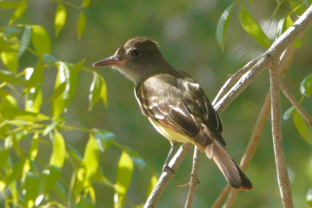 Great Crested Flycatcher - Claire Herzog