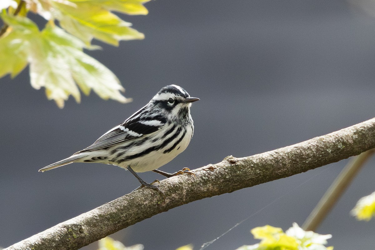 Black-and-white Warbler - ML618152453