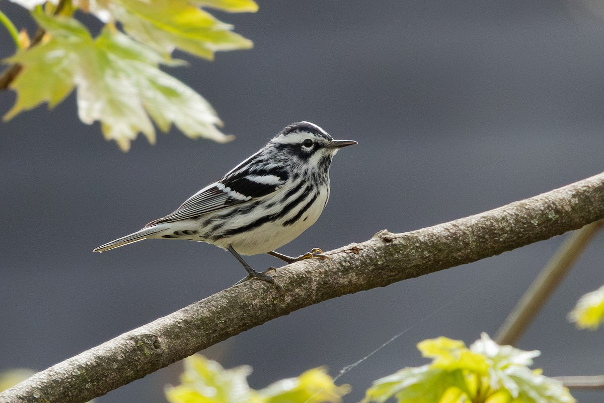 Black-and-white Warbler - ML618152458