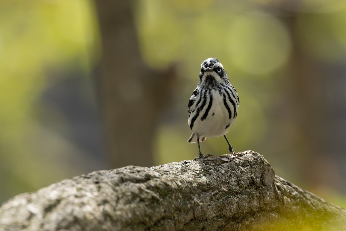 Black-and-white Warbler - ML618152466