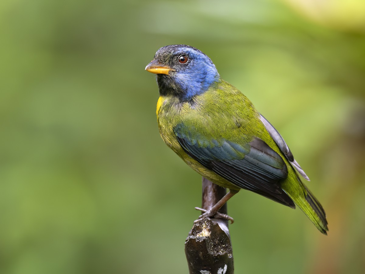 Moss-backed Tanager - ML618152523