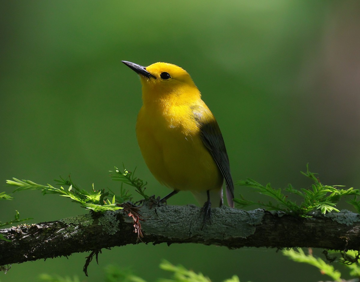 Prothonotary Warbler - ML618152525
