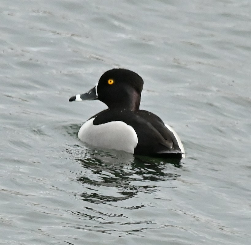 Ring-necked Duck - ML618152541