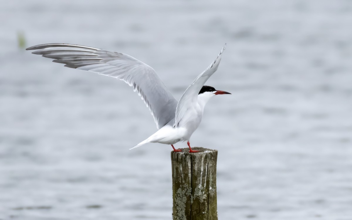 Common Tern - Bob  Wood