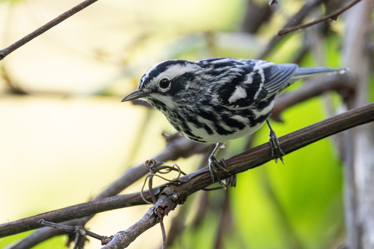 Black-and-white Warbler - ML618152583
