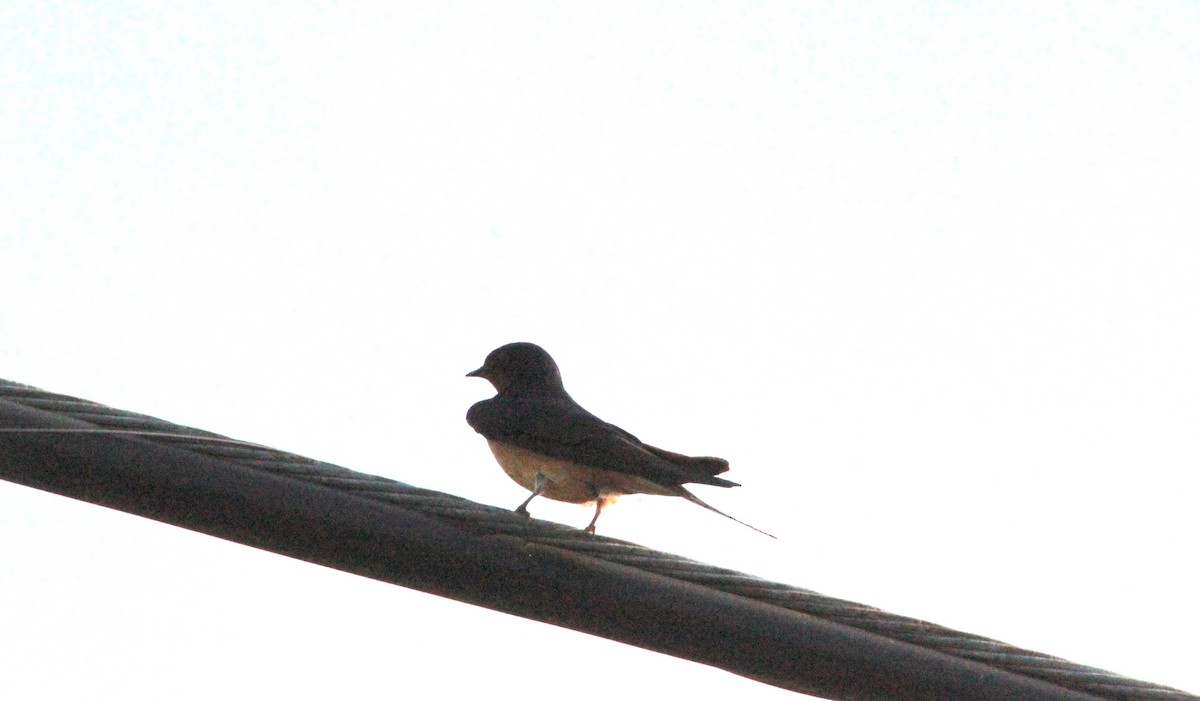 Barn Swallow - ML618152587