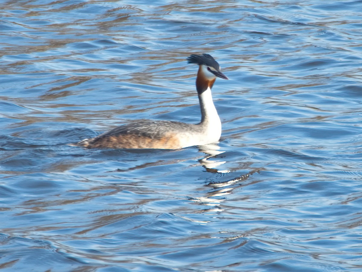Great Crested Grebe - ML618152596