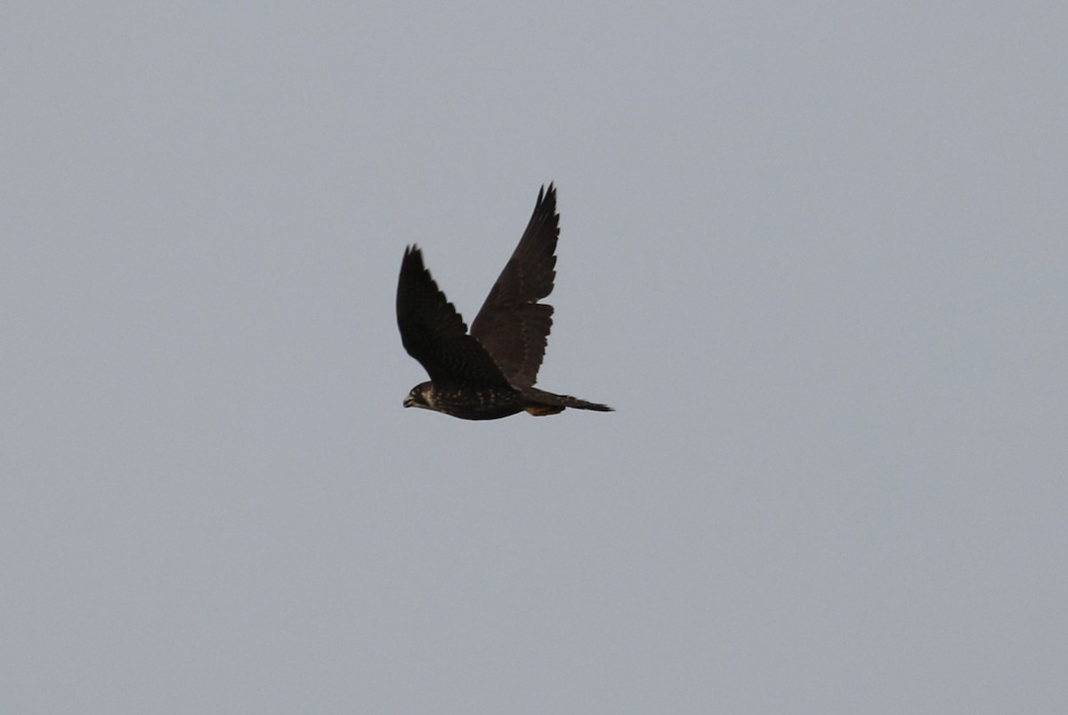 Peregrine Falcon (North American) - ML618152620