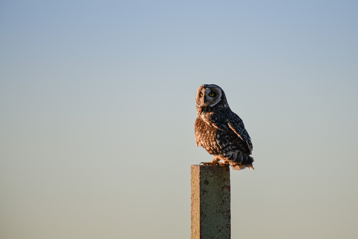 Short-eared Owl - ML618152630