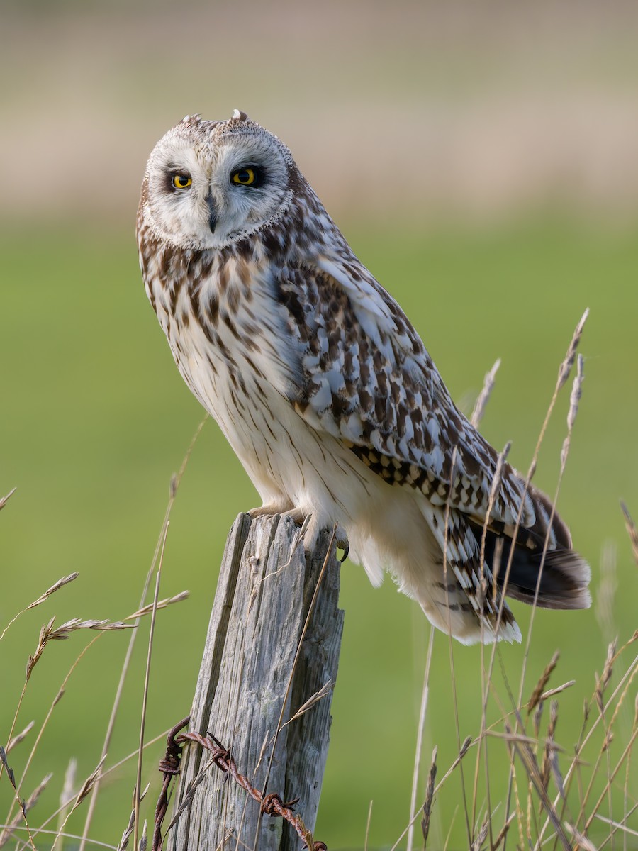 Short-eared Owl - ML618152646