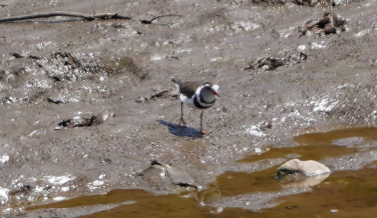 Three-banded Plover - ML618152648
