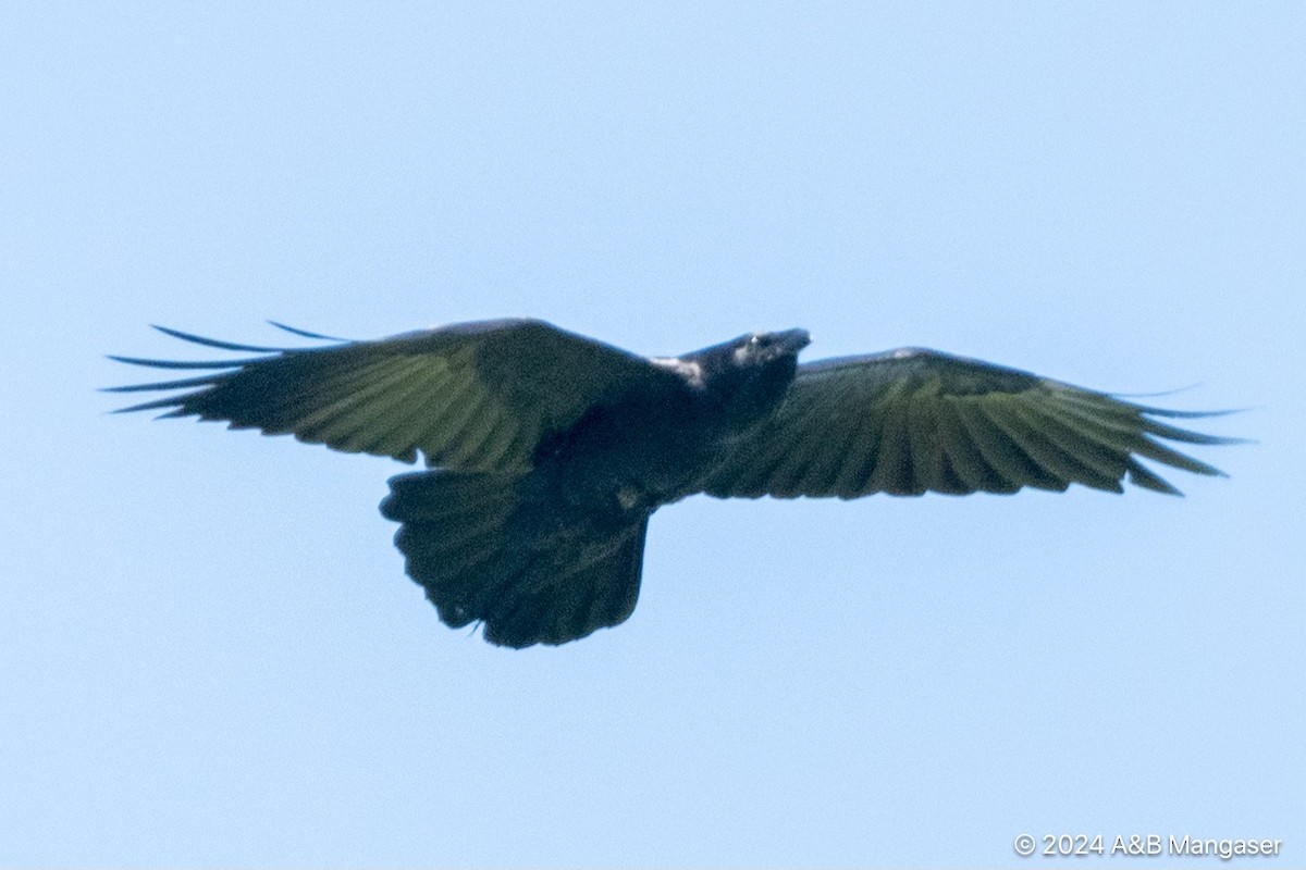 Common Raven - ML618152677