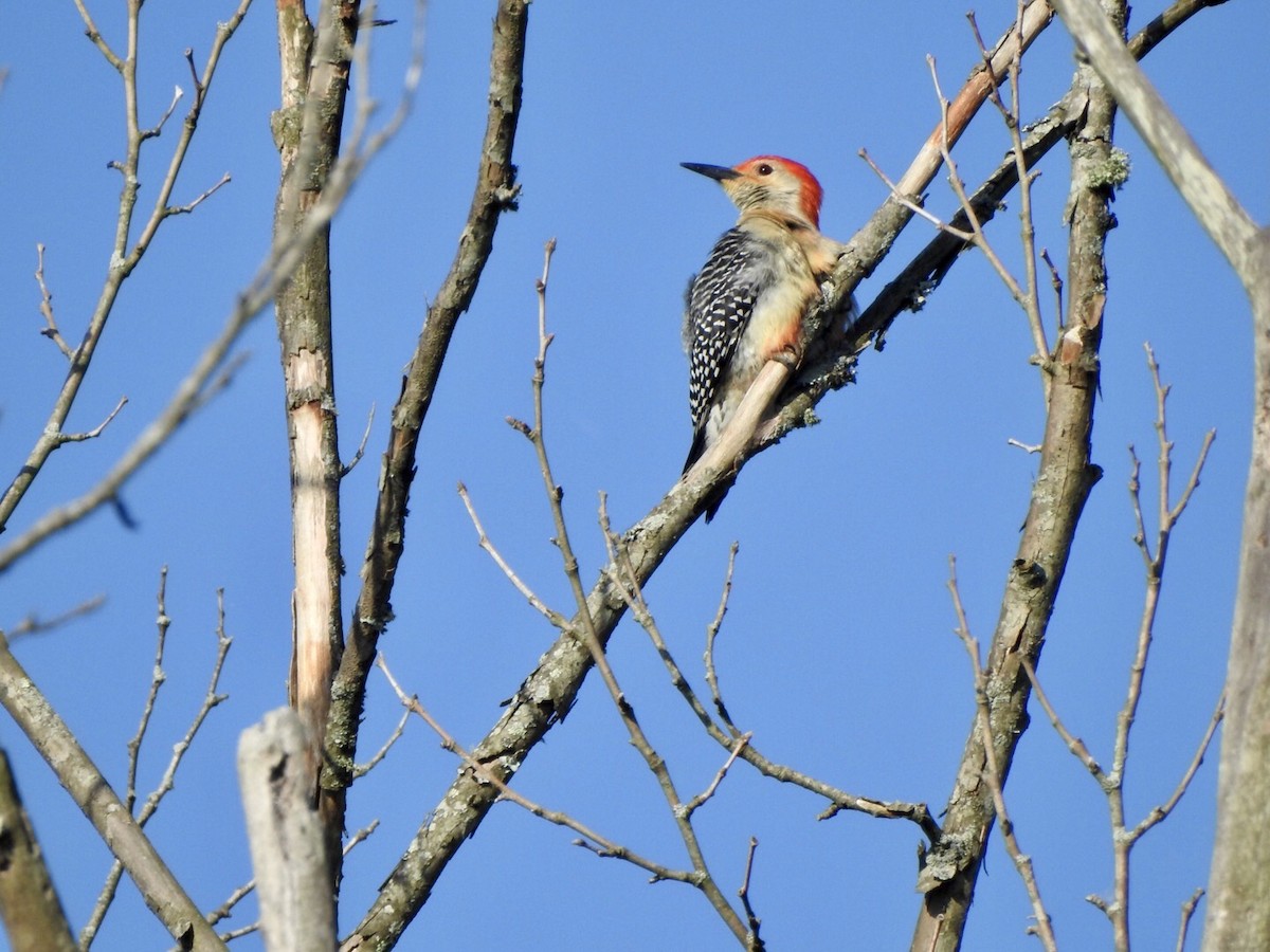 Red-bellied Woodpecker - Anita Hooker