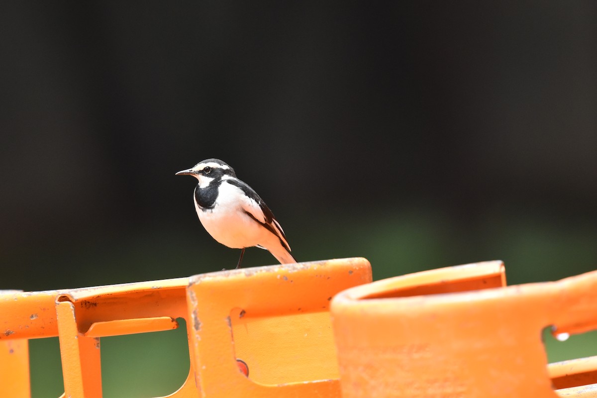 African Pied Wagtail - ML618152731