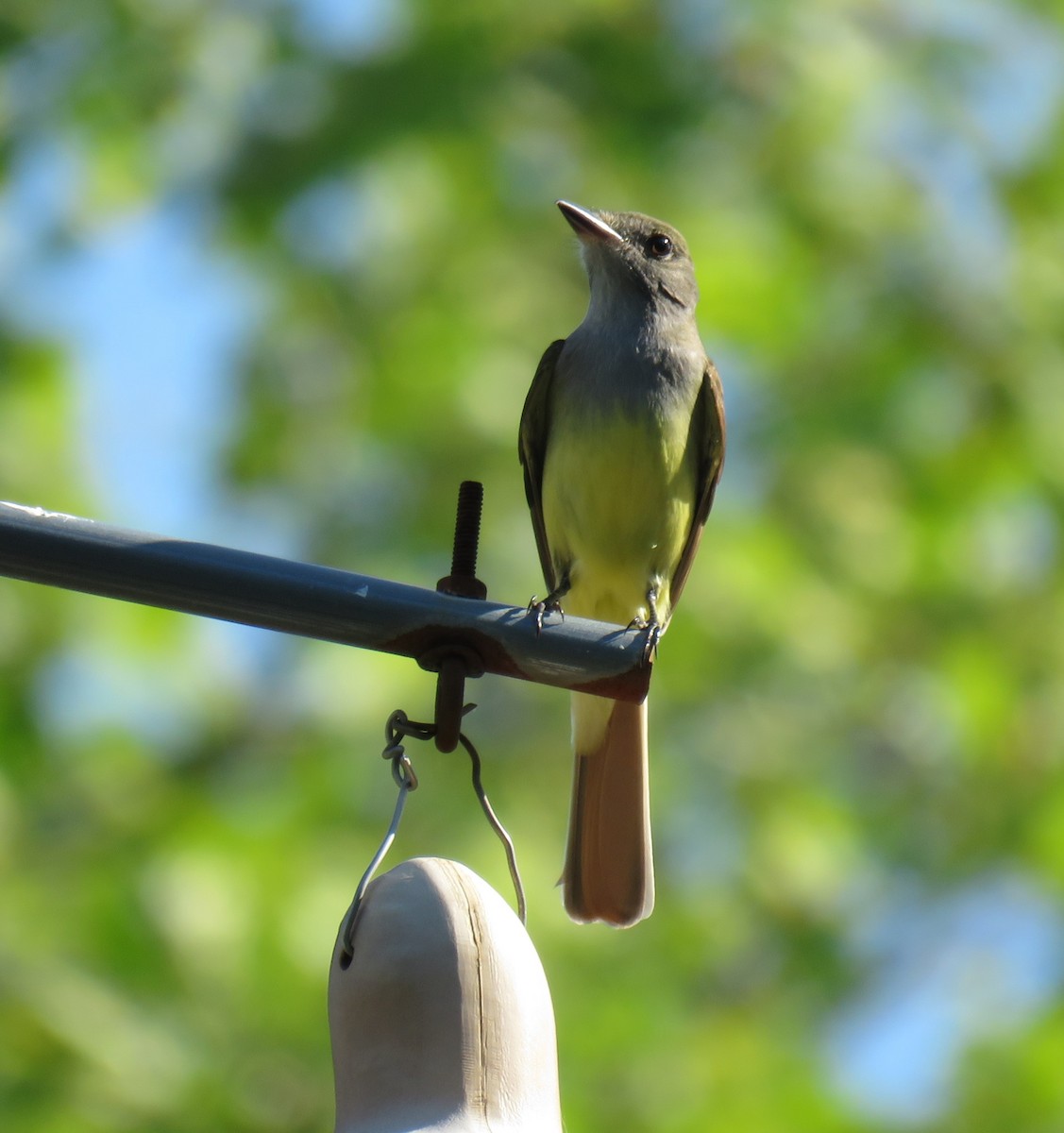 Great Crested Flycatcher - ML618152742