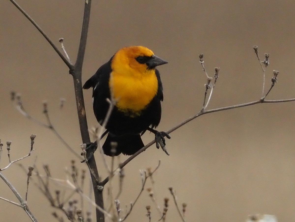 Yellow-headed Blackbird - ML618152755
