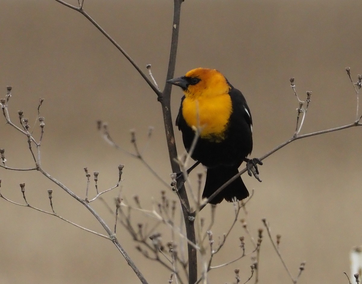Yellow-headed Blackbird - ML618152756