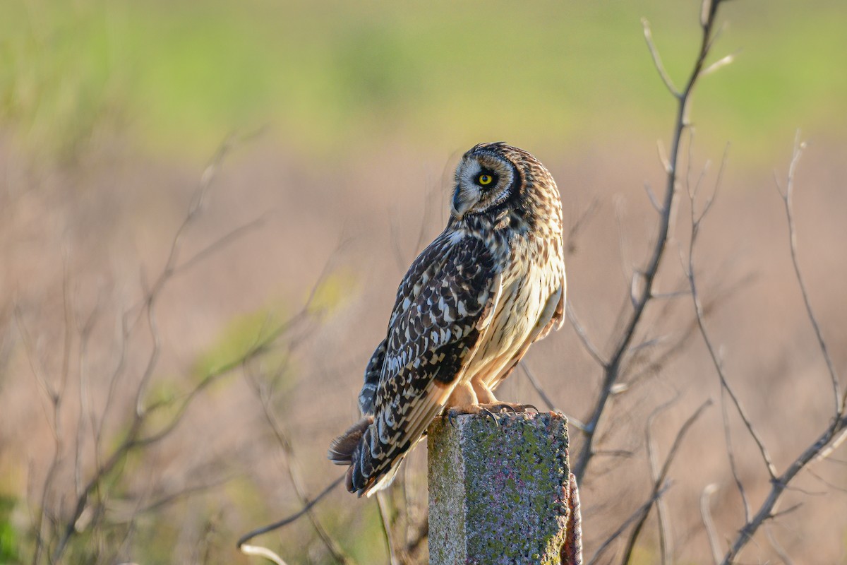 Short-eared Owl - ML618152808