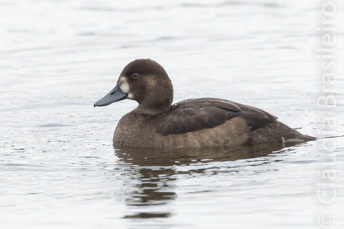 Greater Scaup - ML61815281
