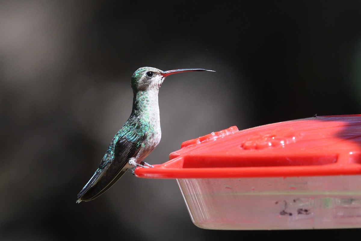 Broad-billed Hummingbird - Shane Carroll