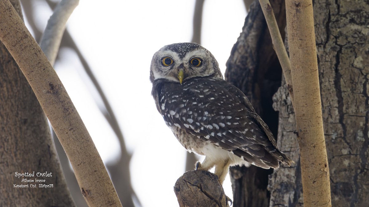 Spotted Owlet - Kenneth Cheong