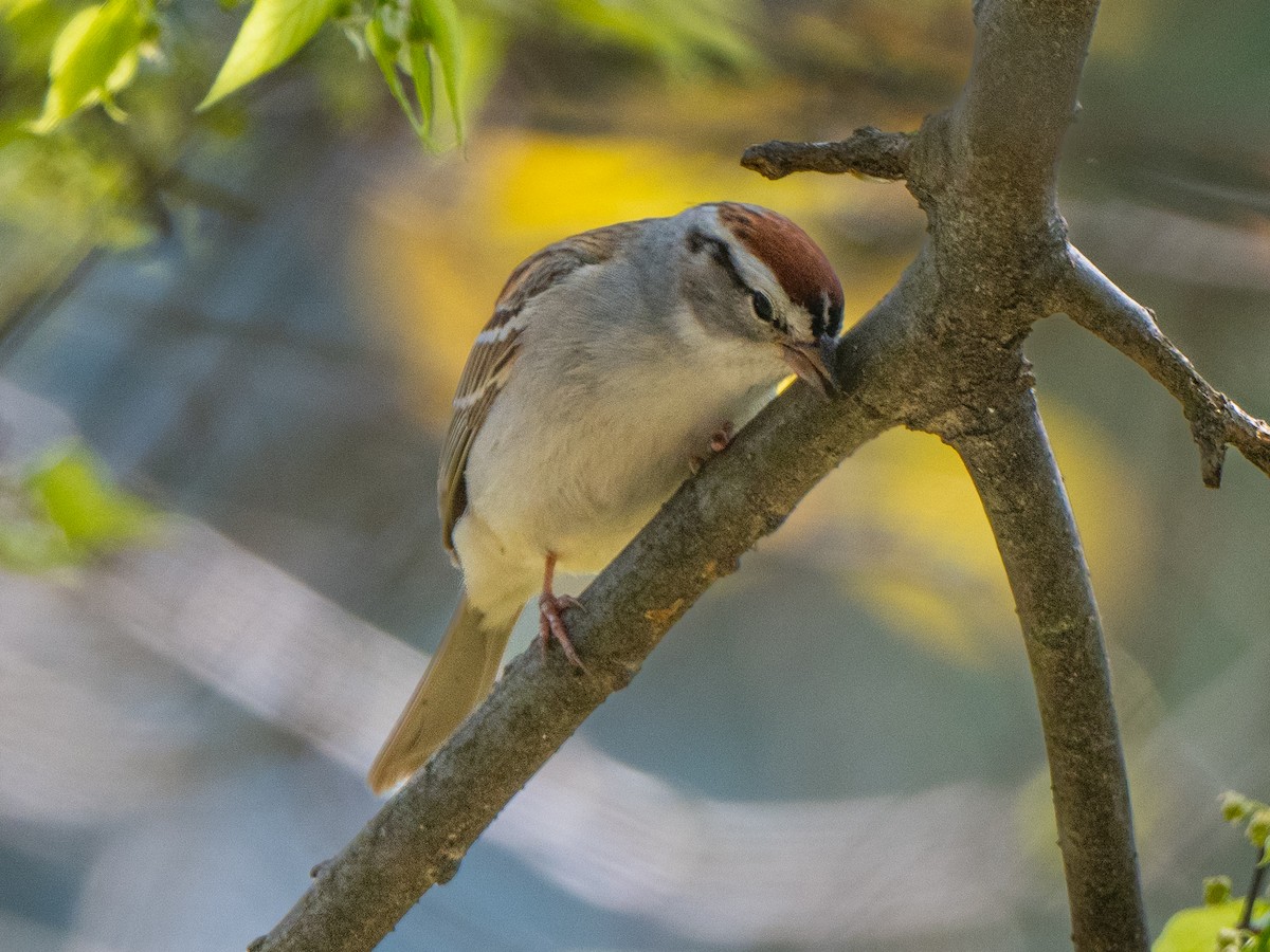 Chipping Sparrow - Richard Leonard