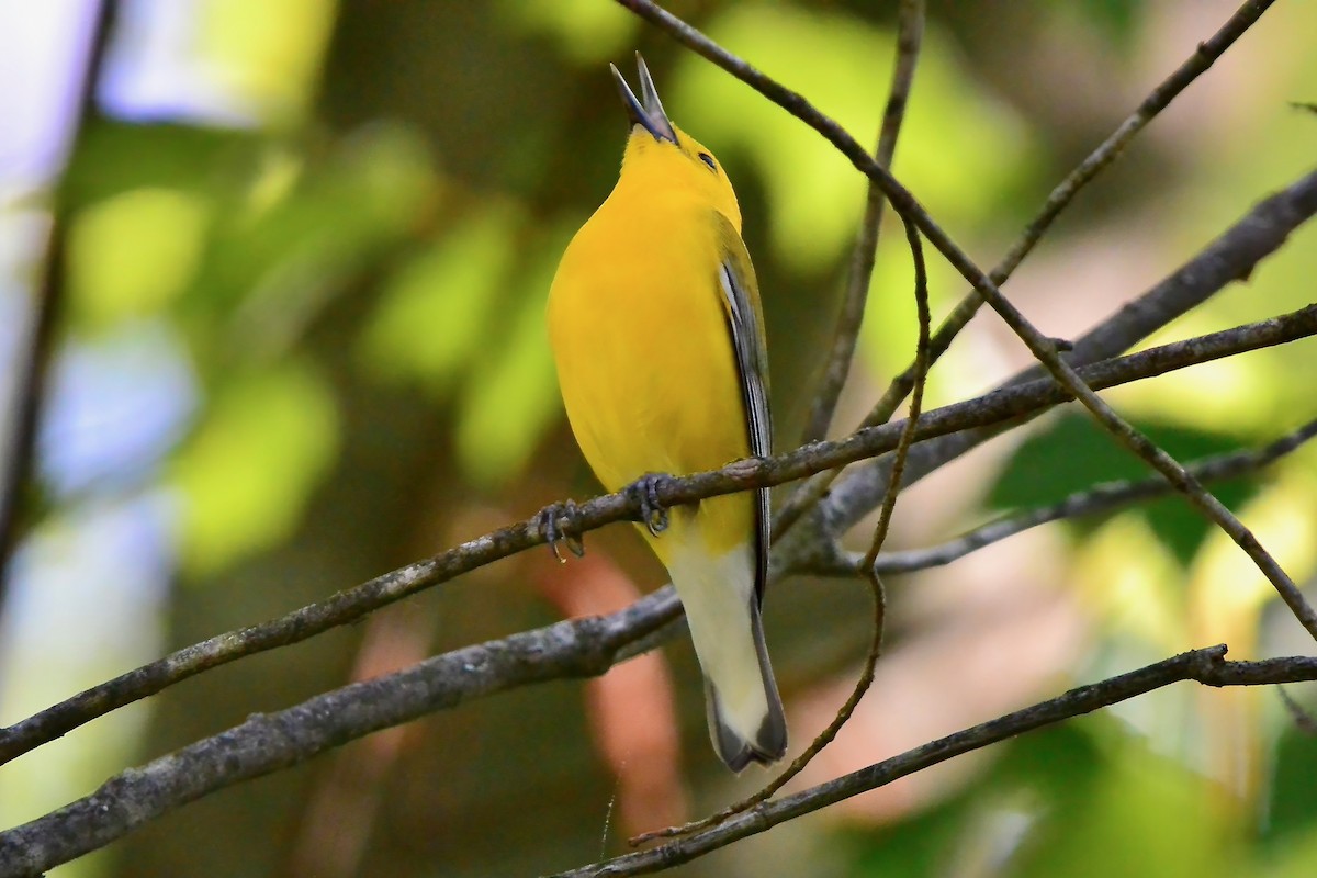 Prothonotary Warbler - ML618152871