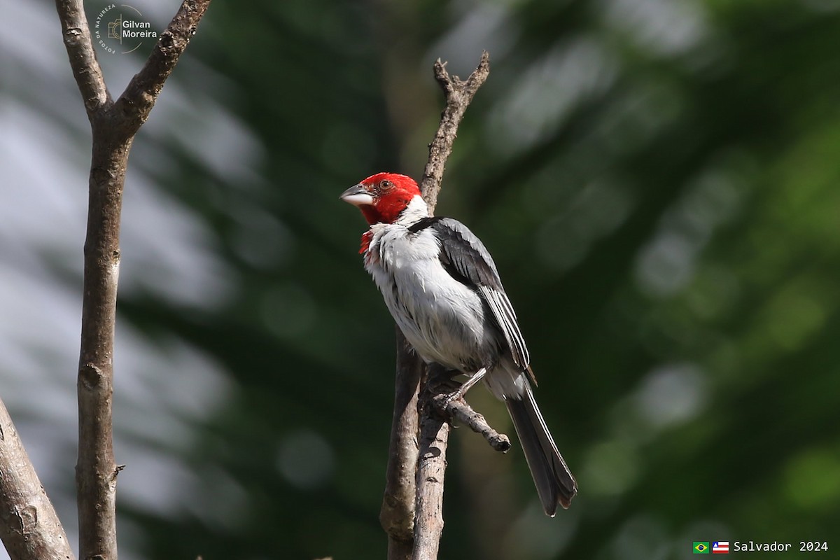 Red-cowled Cardinal - Gilvan Moreira