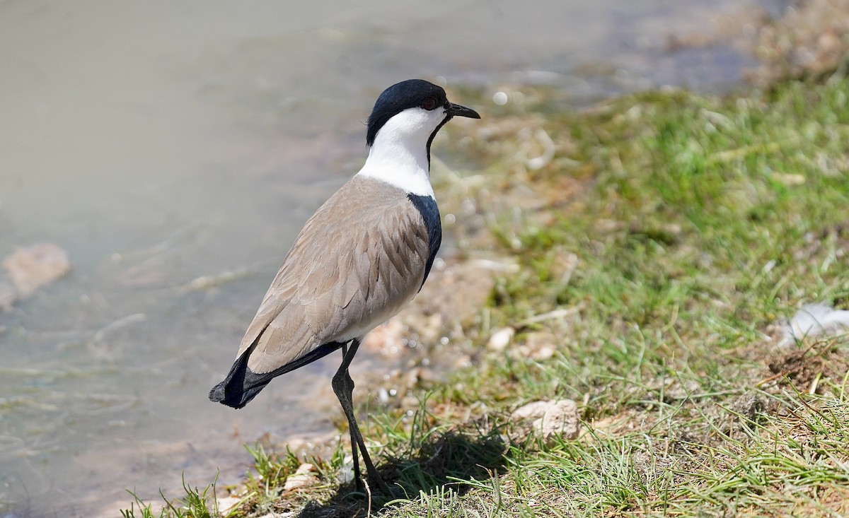 Spur-winged Lapwing - ML618152879