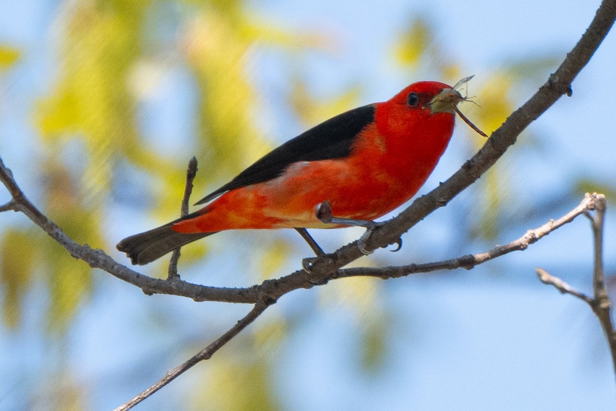 Scarlet Tanager - ML618152892