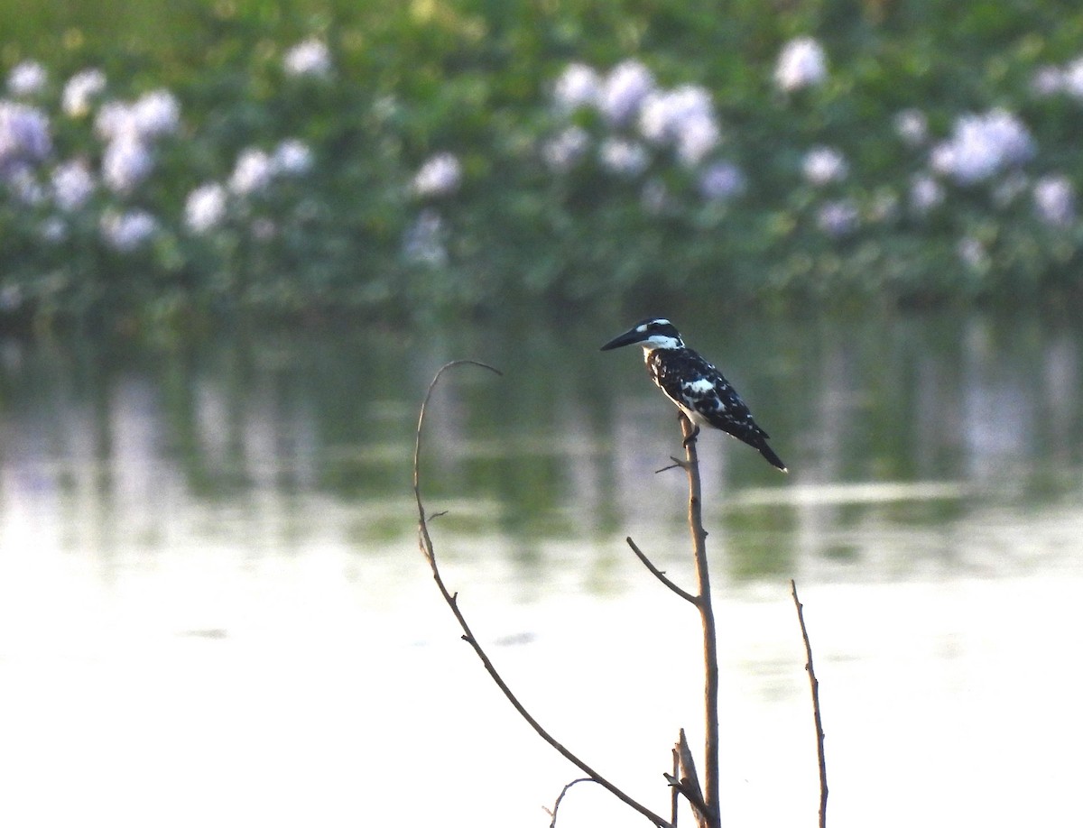 Pied Kingfisher - Sahana M