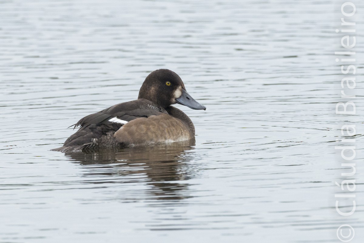 Greater Scaup - ML61815291