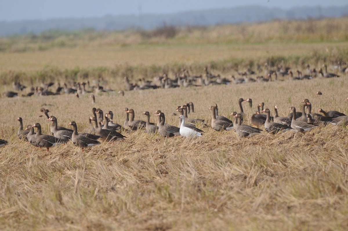 Greater White-fronted Goose - ML618152925