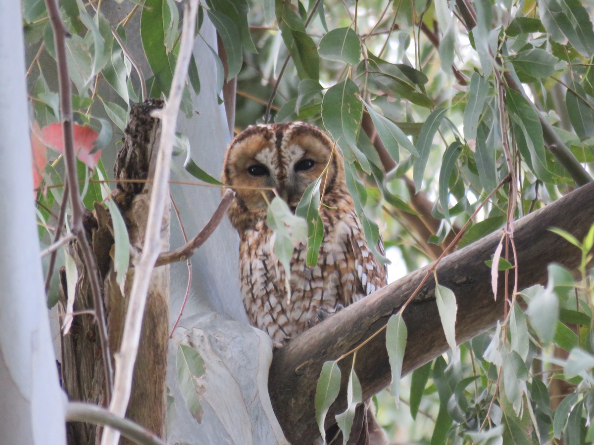 Tawny Owl - ML618152938