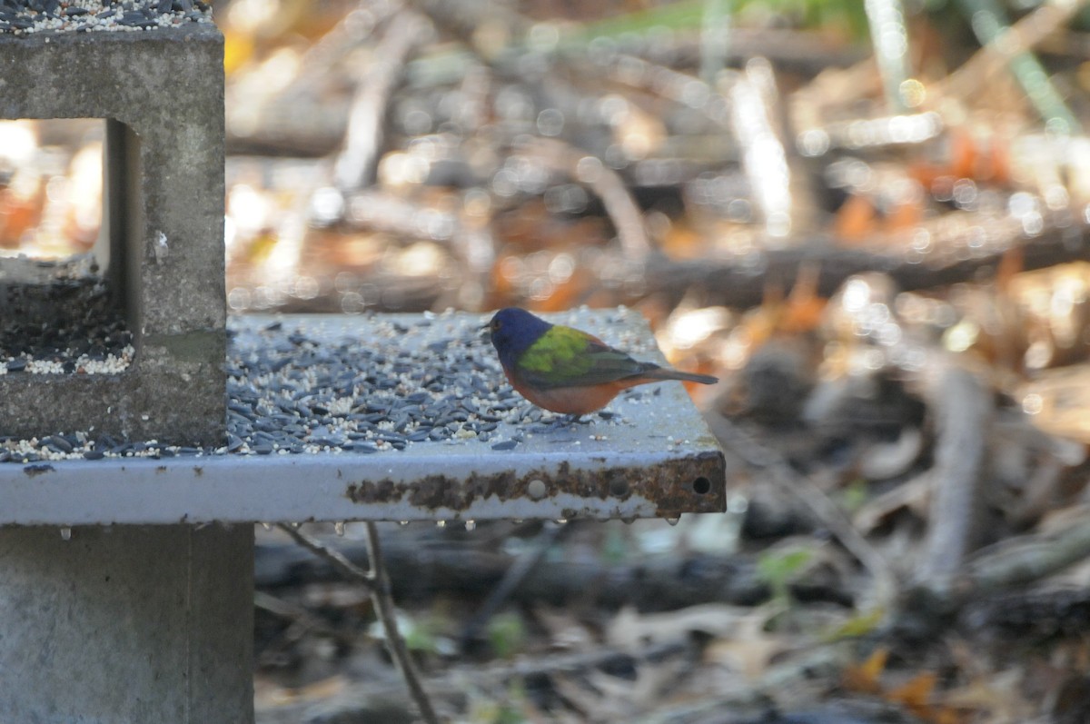 Painted Bunting - ML618152952