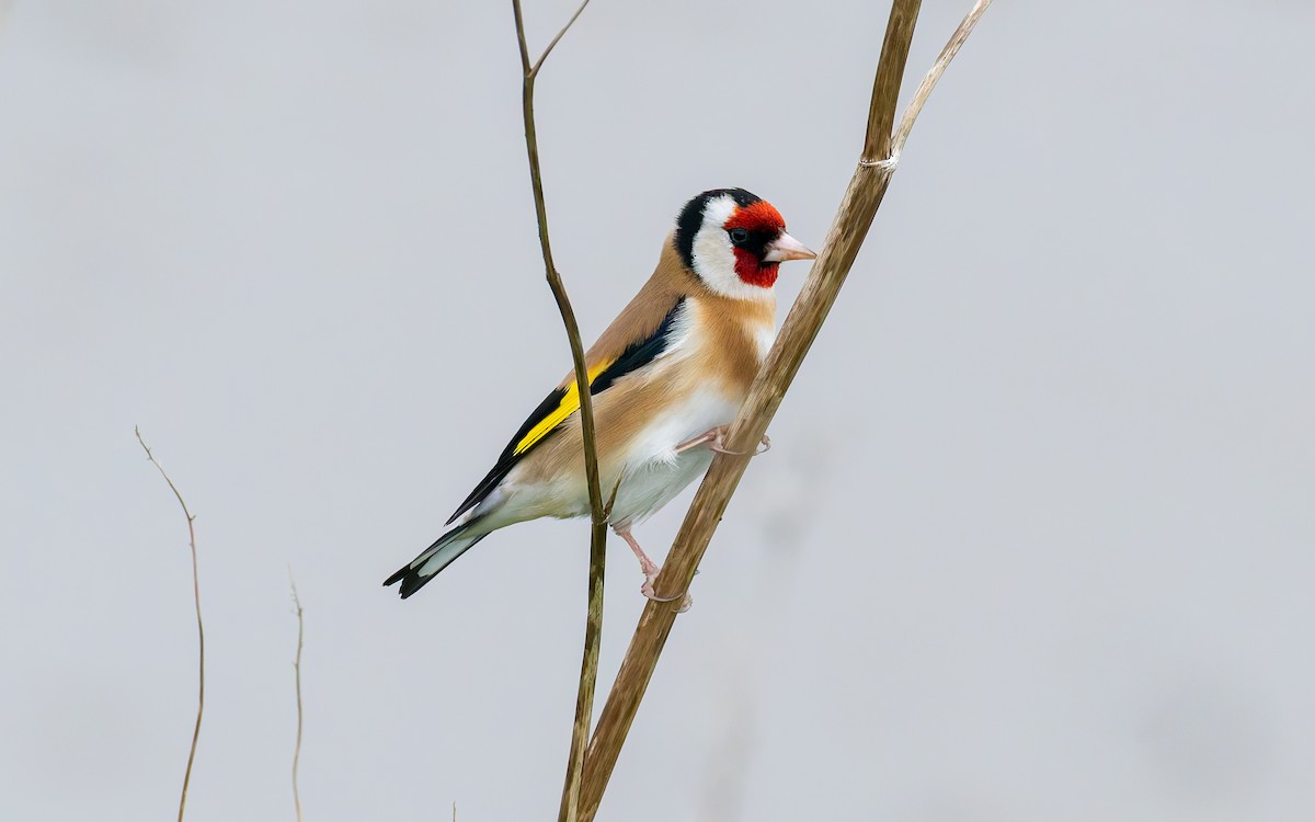 European Goldfinch (European) - Peter Kennerley