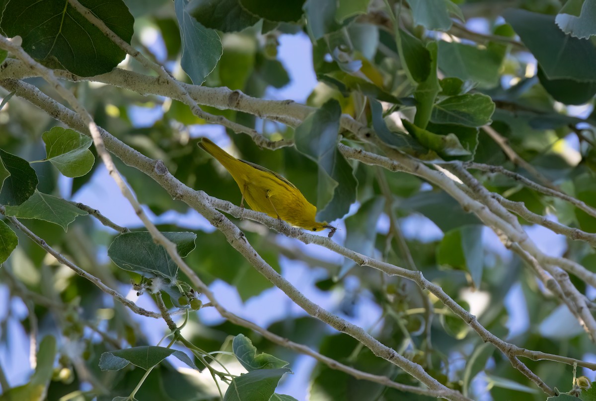 Yellow Warbler (Northern) - ML618152978