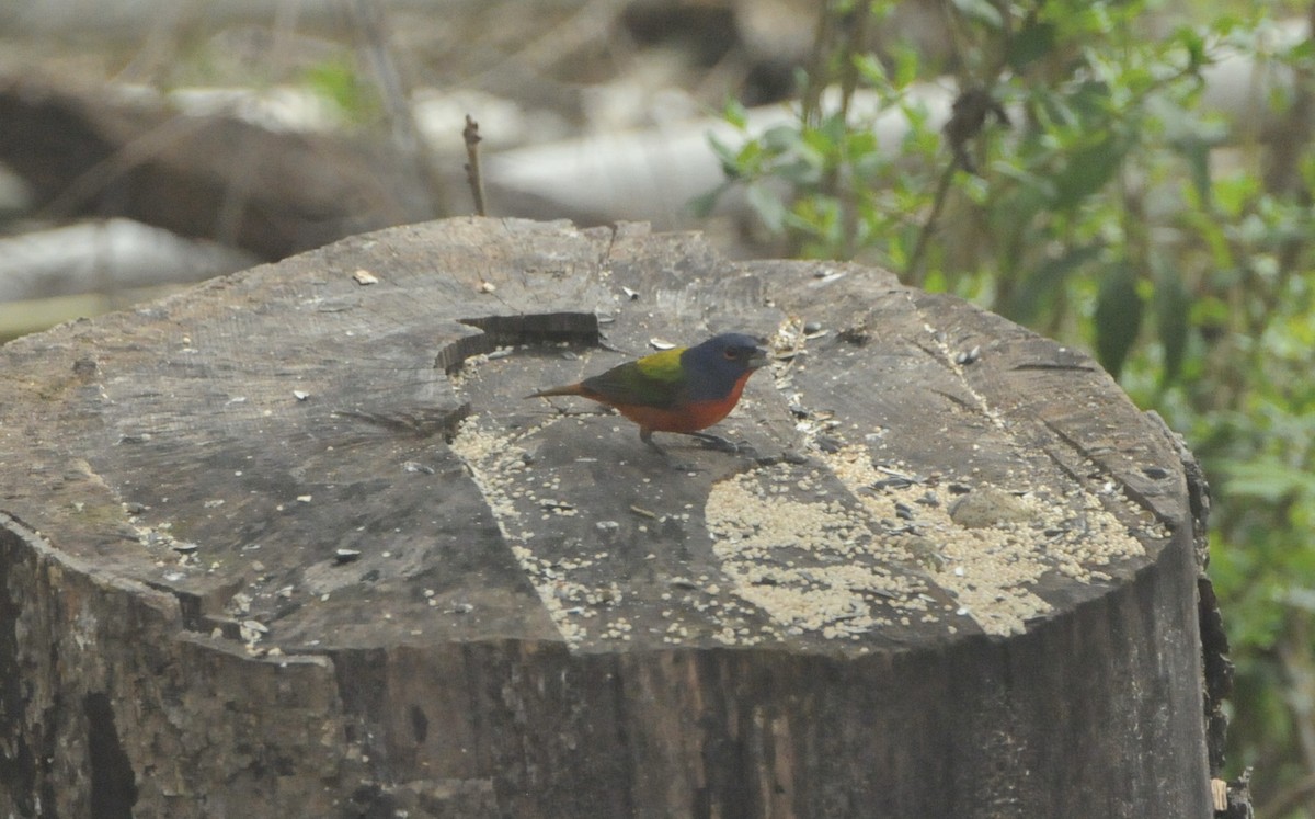 Painted Bunting - ML618152983