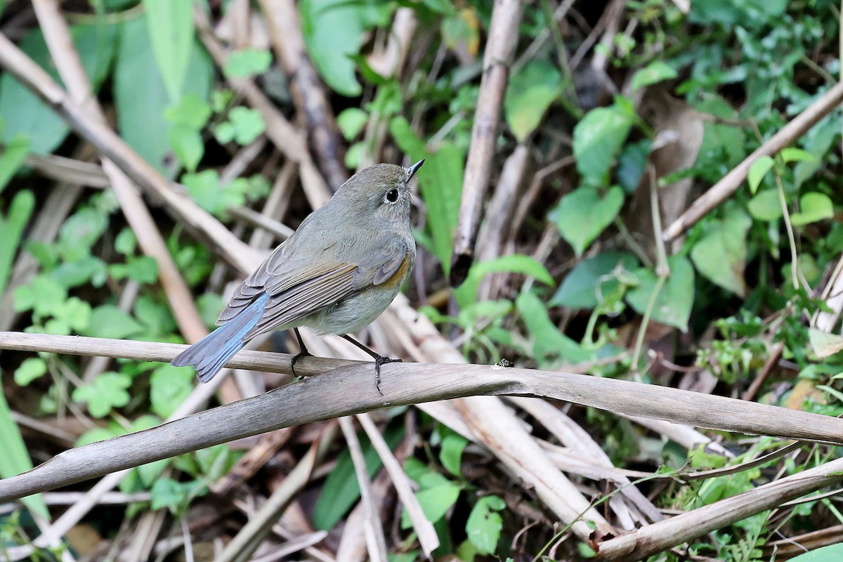 Red-flanked Bluetail - ML618152995