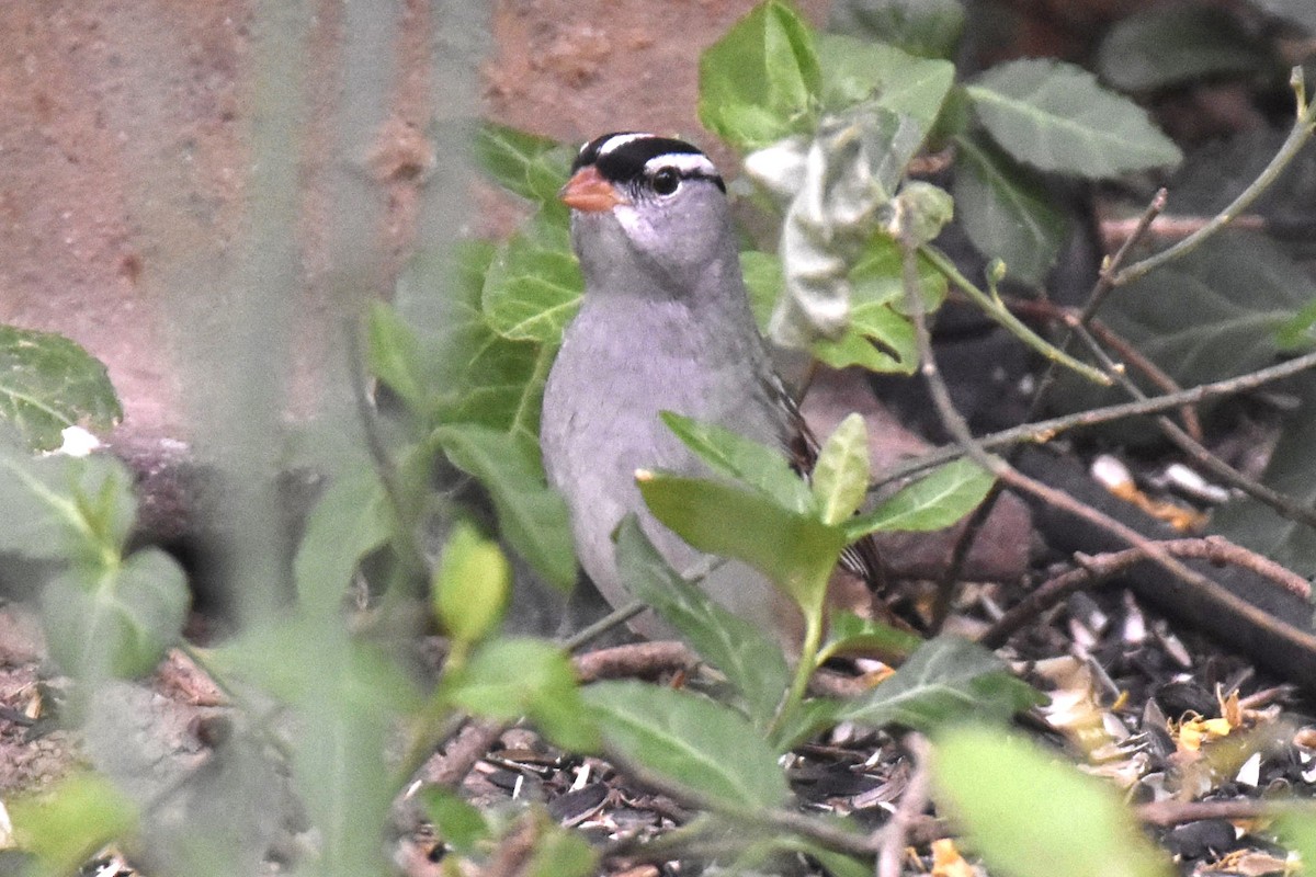 White-crowned Sparrow - ML618153007