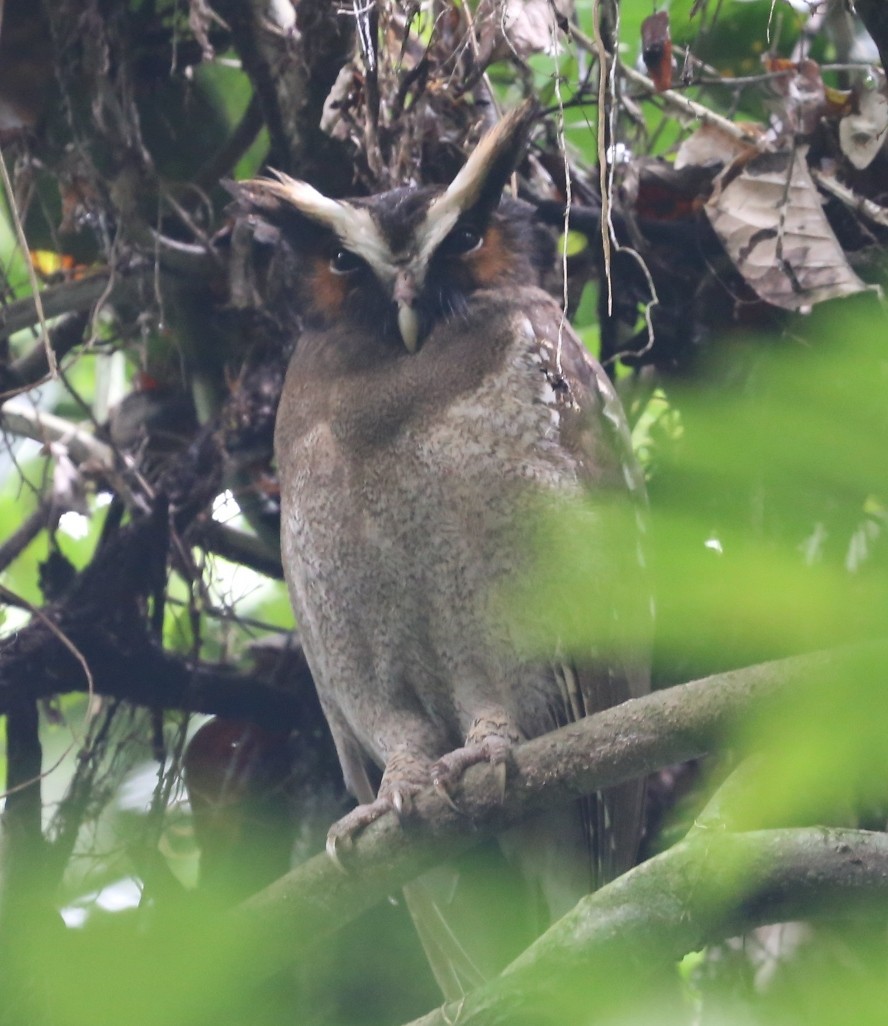 Crested Owl - ML618153025