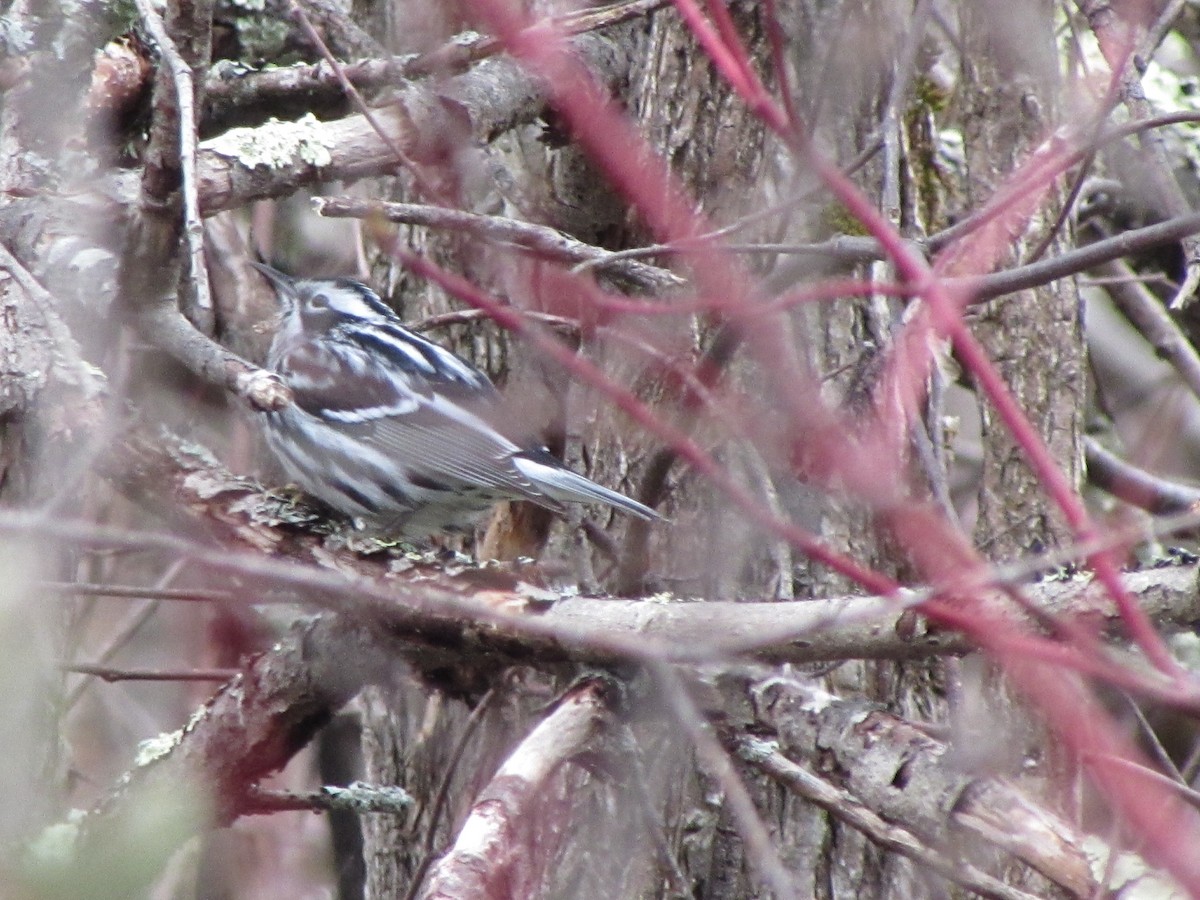 Black-and-white Warbler - ML618153030