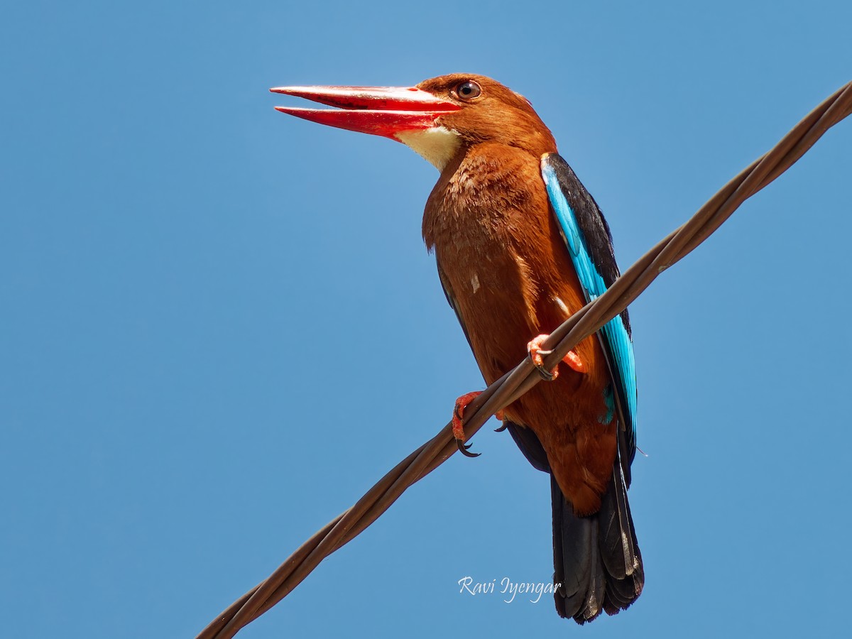 Brown-breasted Kingfisher - Ravi Iyengar
