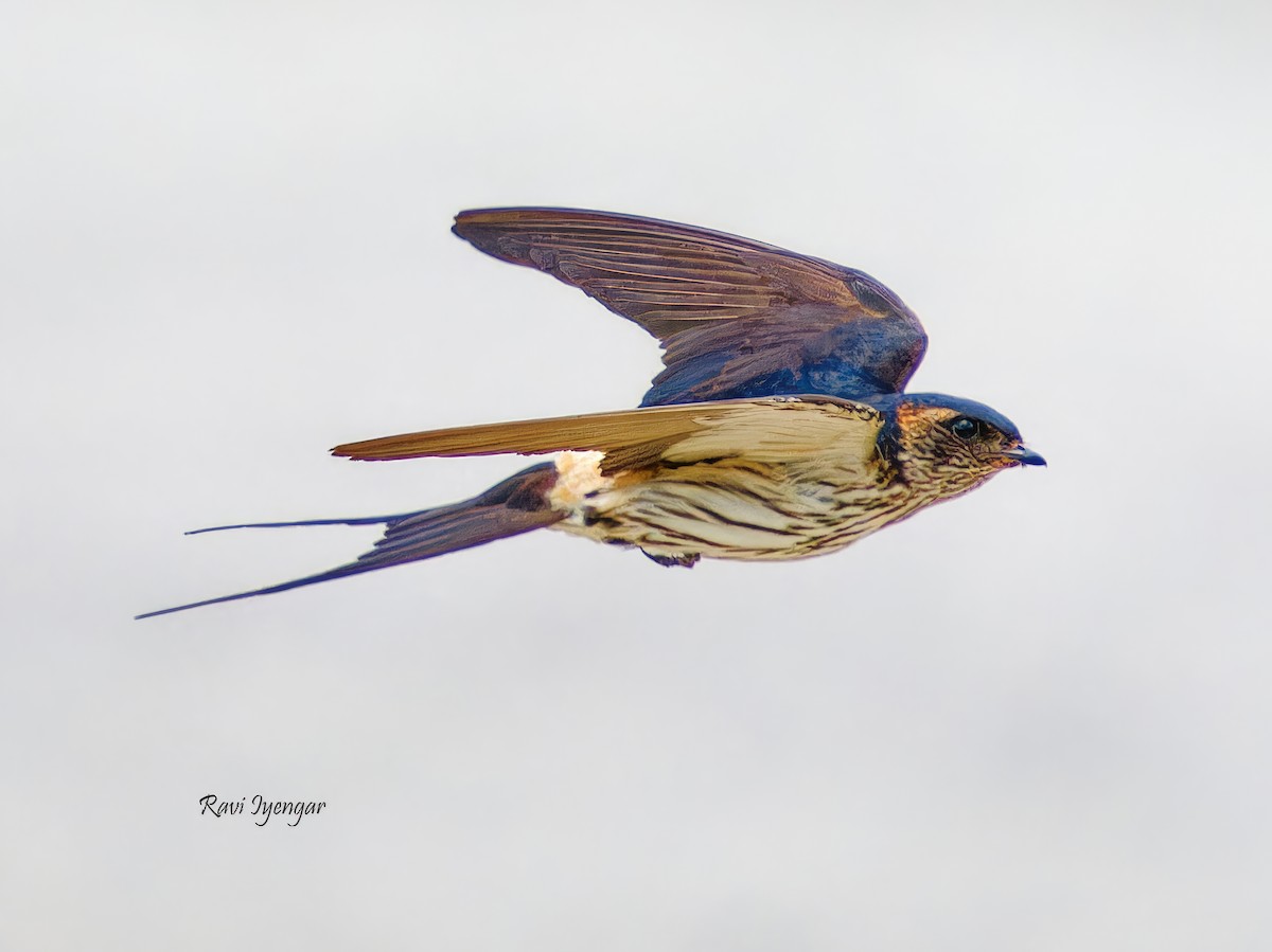 Striated Swallow - ML618153078