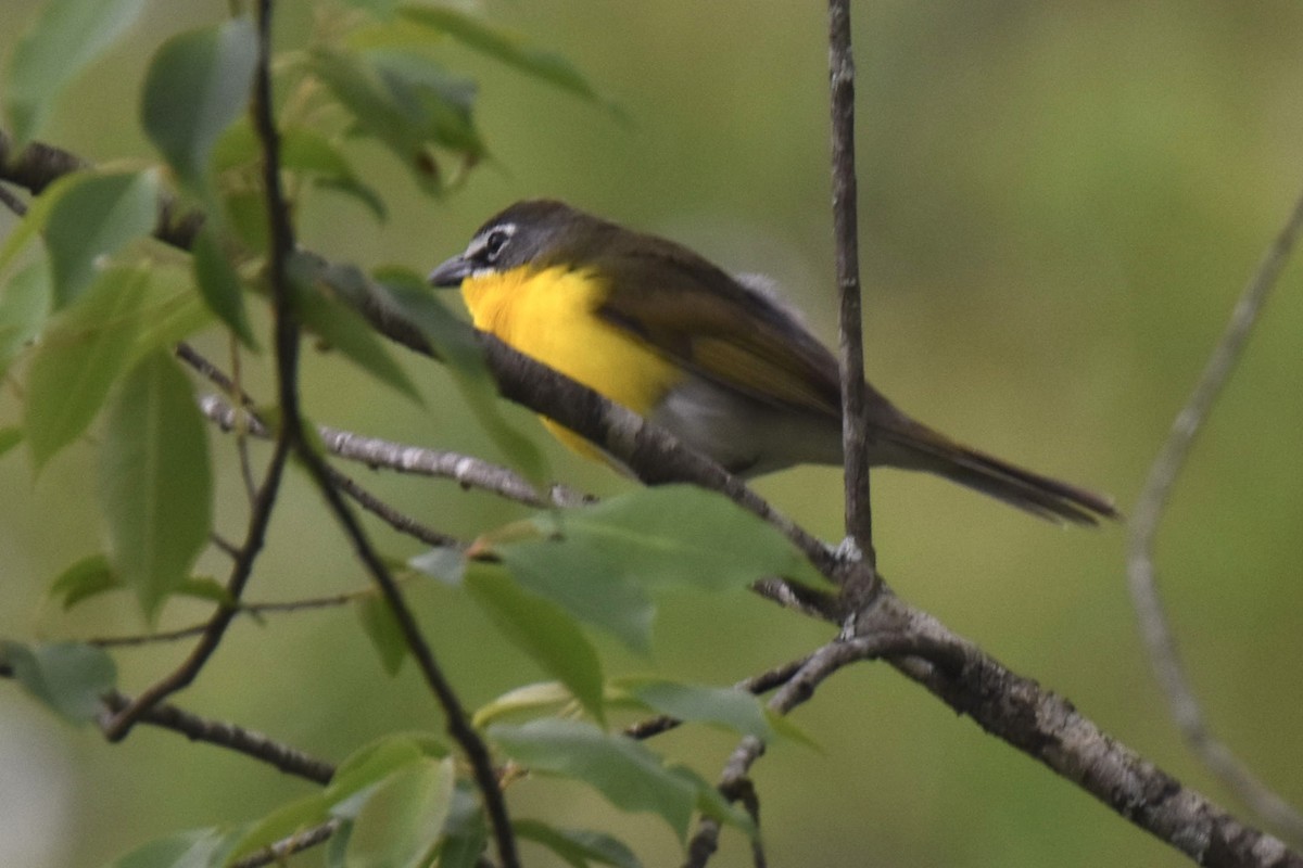 Yellow-breasted Chat - ML618153089