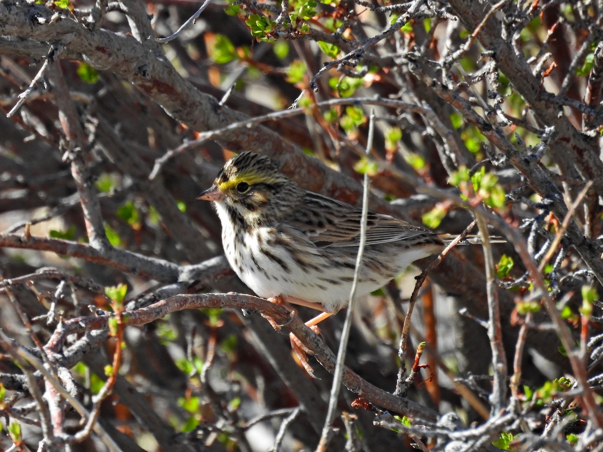 Savannah Sparrow - ML618153091