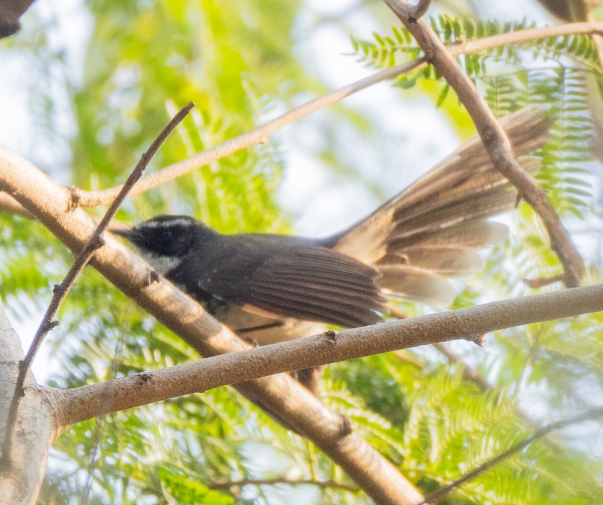 Spot-breasted Fantail - ML618153095