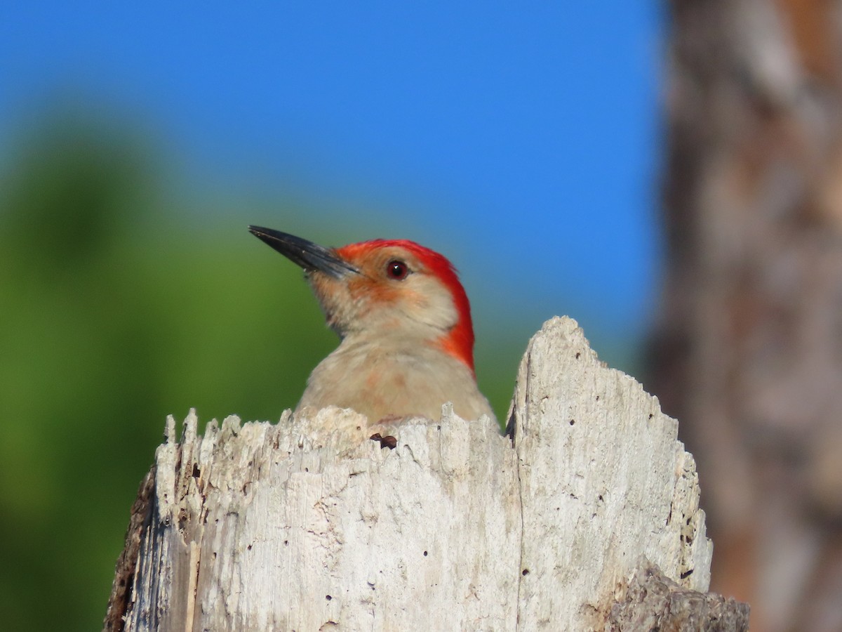 Red-bellied Woodpecker - ML618153097