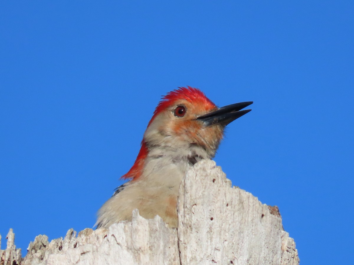 Red-bellied Woodpecker - ML618153100